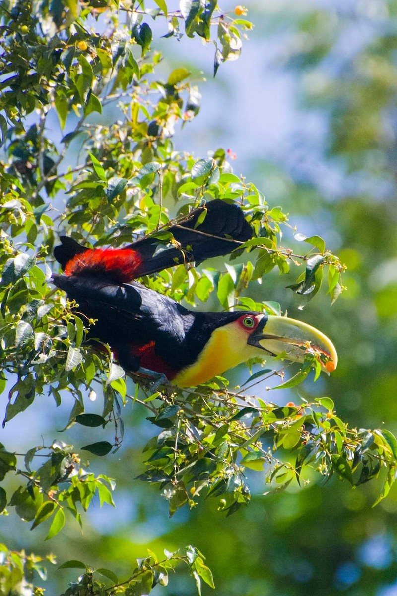 Red-breasted Toucan - ML466868941