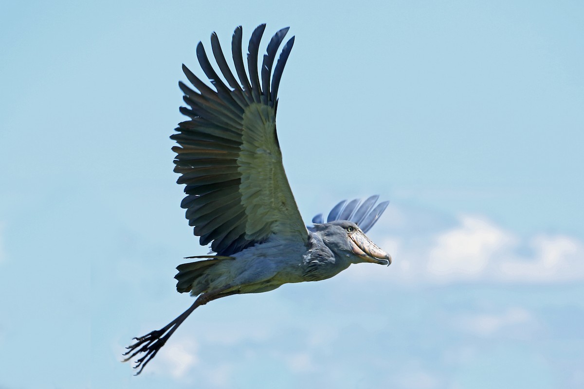 Shoebill - Nigel Voaden