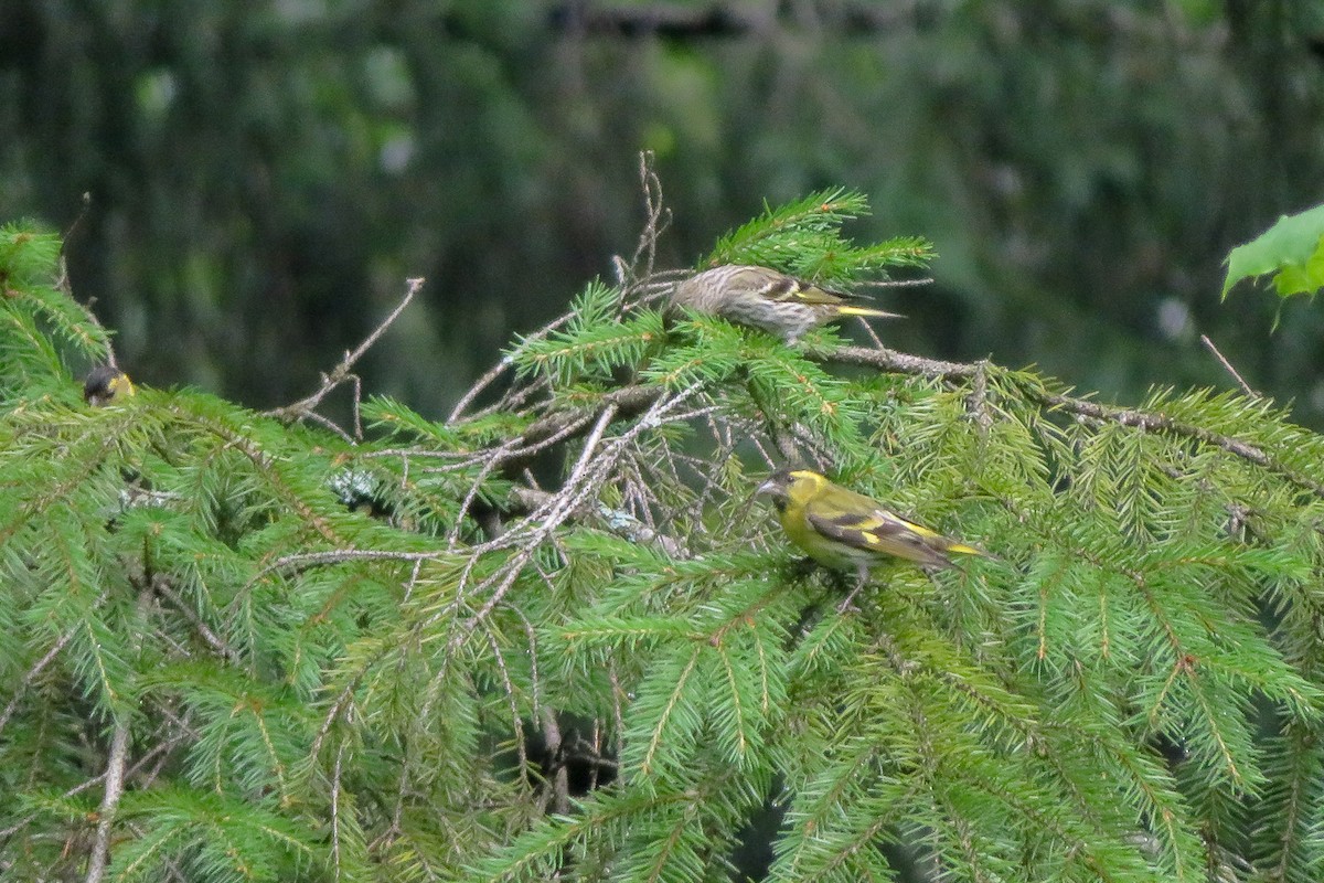 Eurasian Siskin - Antonina V