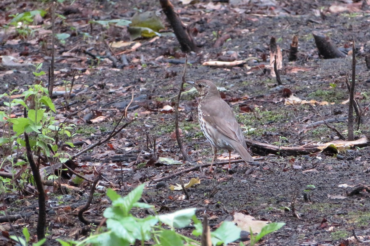 Song Thrush - ML466870731