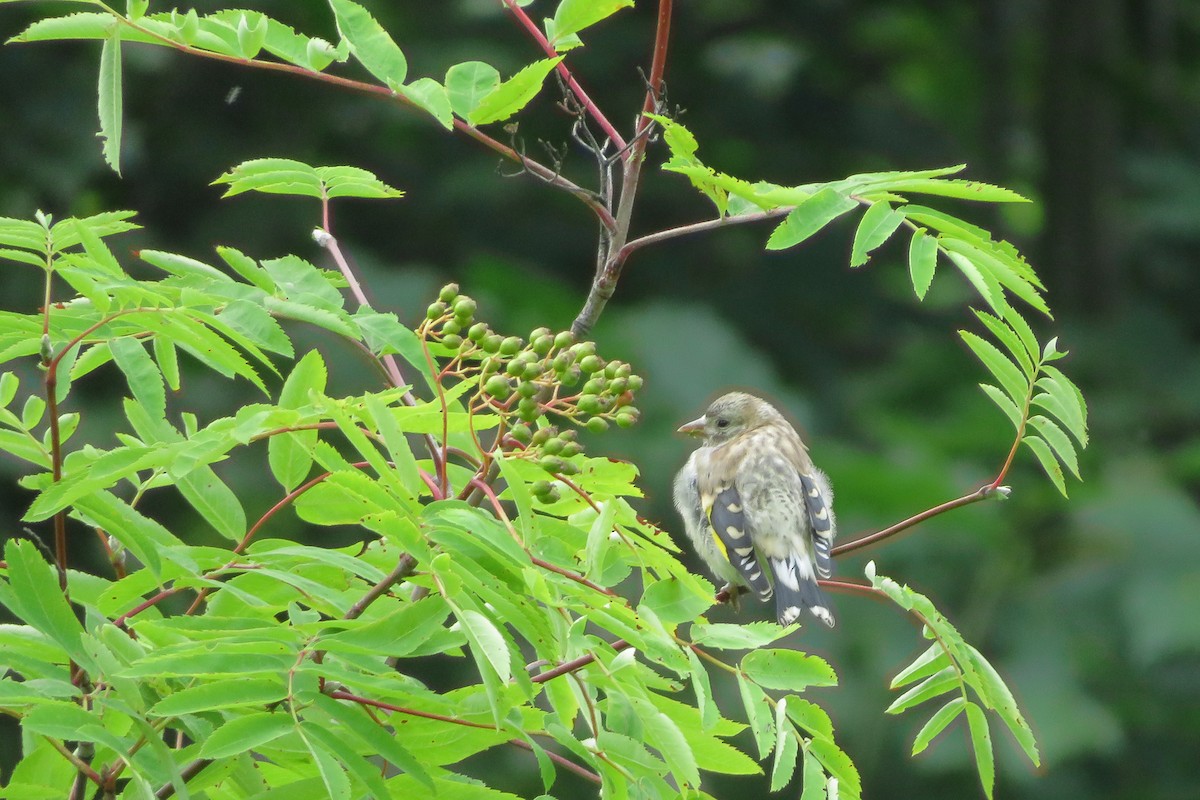 European Goldfinch - ML466870891