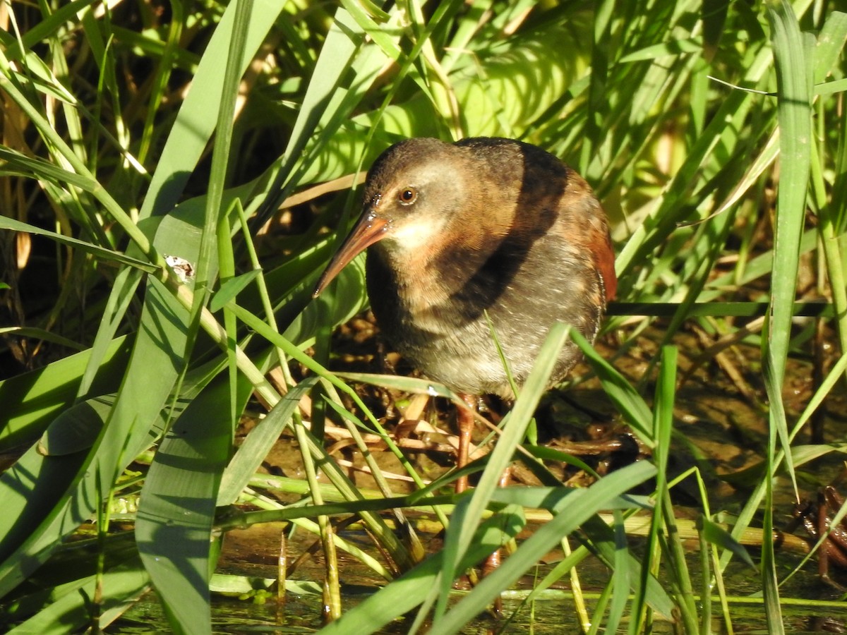 Virginia Rail - ML466870951
