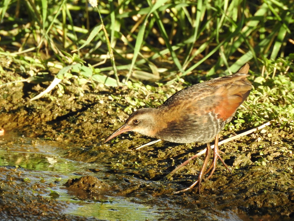 Virginia Rail - ML466871011