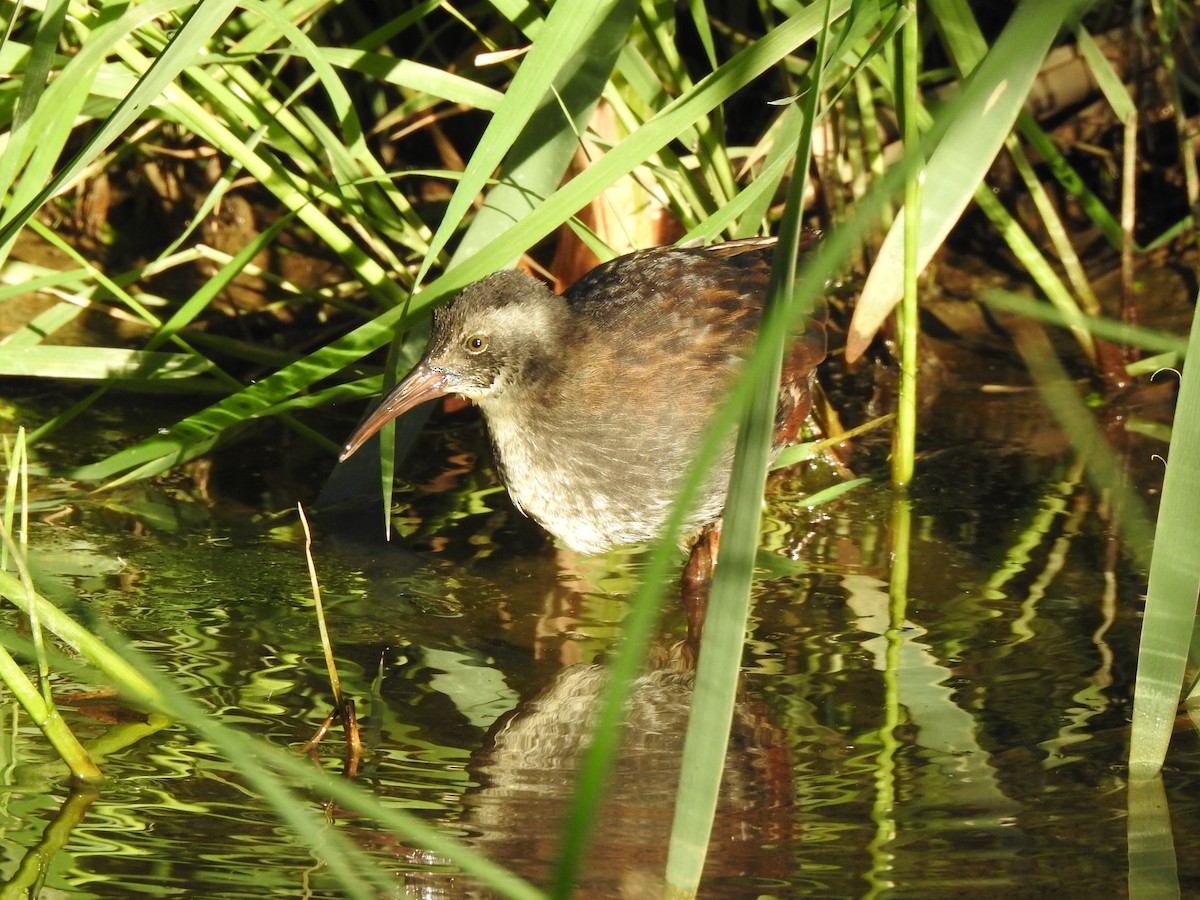 Virginia Rail - ML466871051