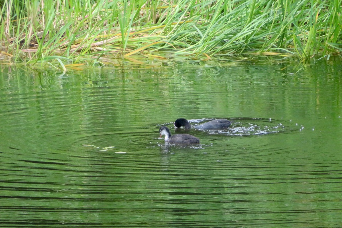 Eurasian Coot - ML466871091