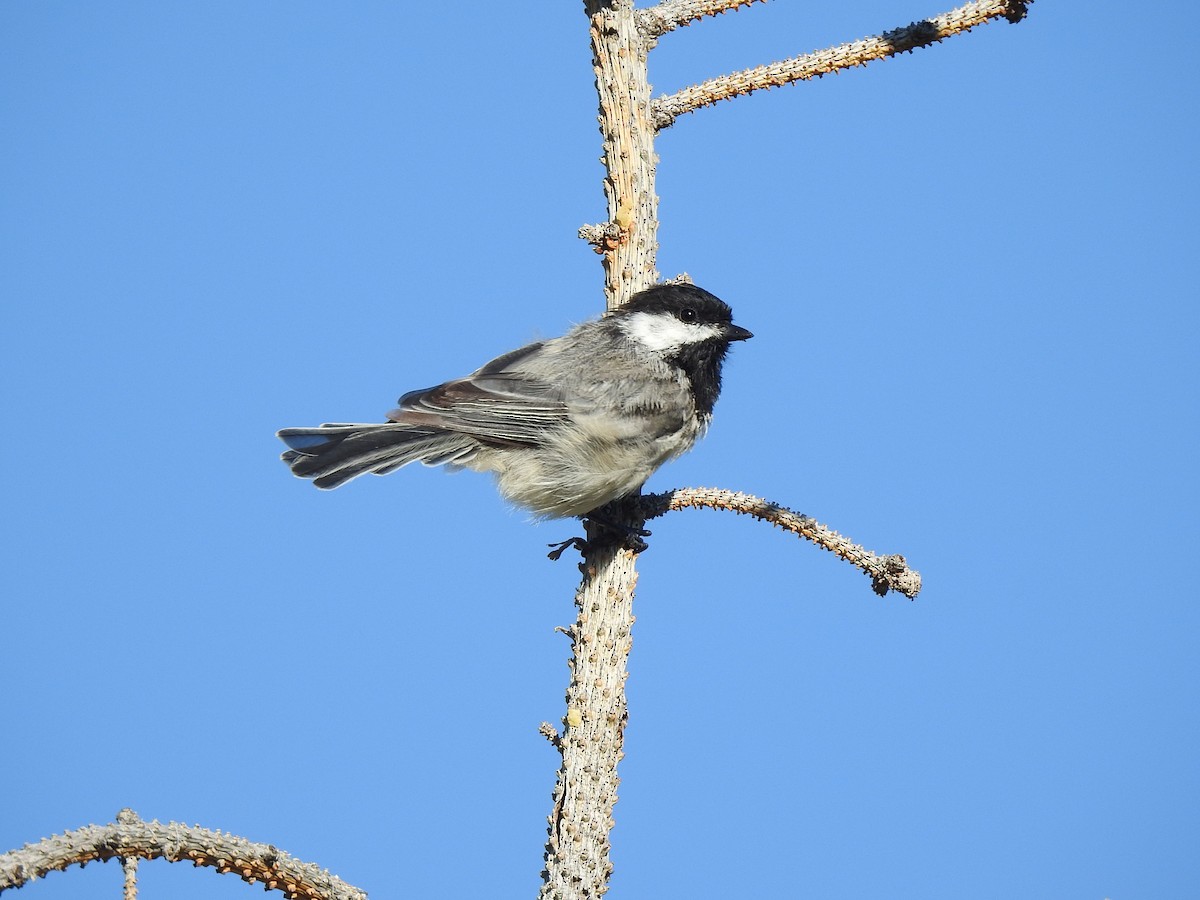 Black-capped Chickadee - ML466871171