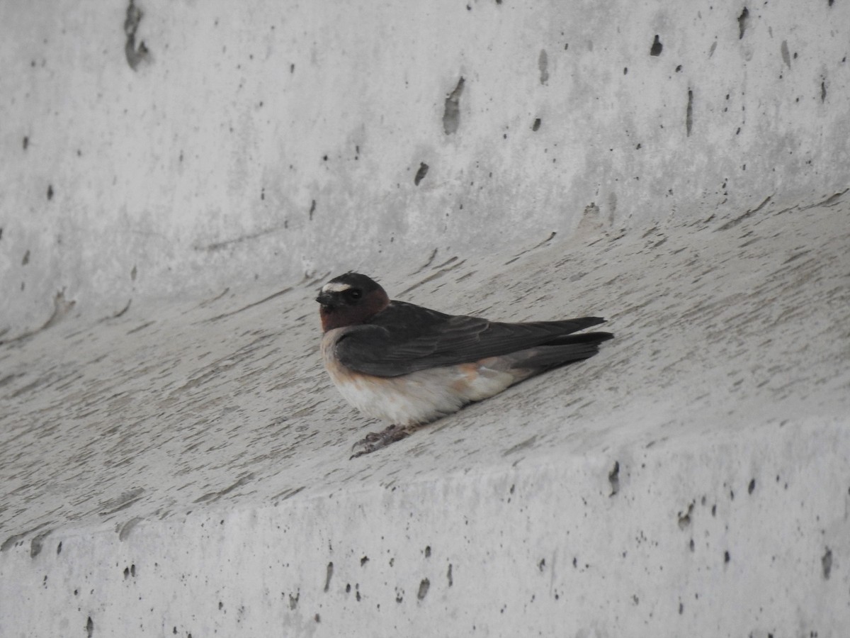 Cliff Swallow - ML466871201