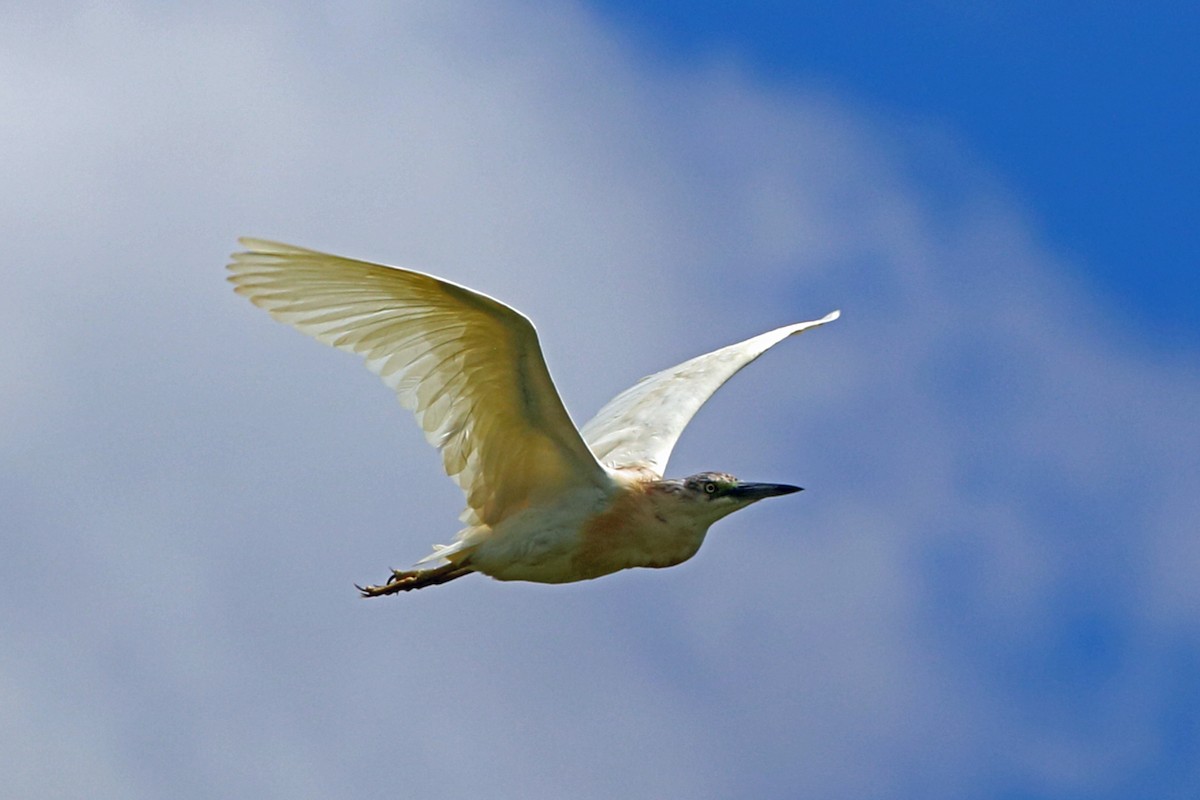 Squacco Heron - ML46687141