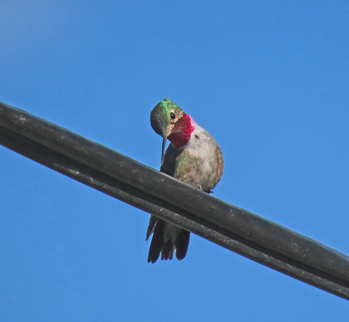 Broad-tailed Hummingbird - ML466871691