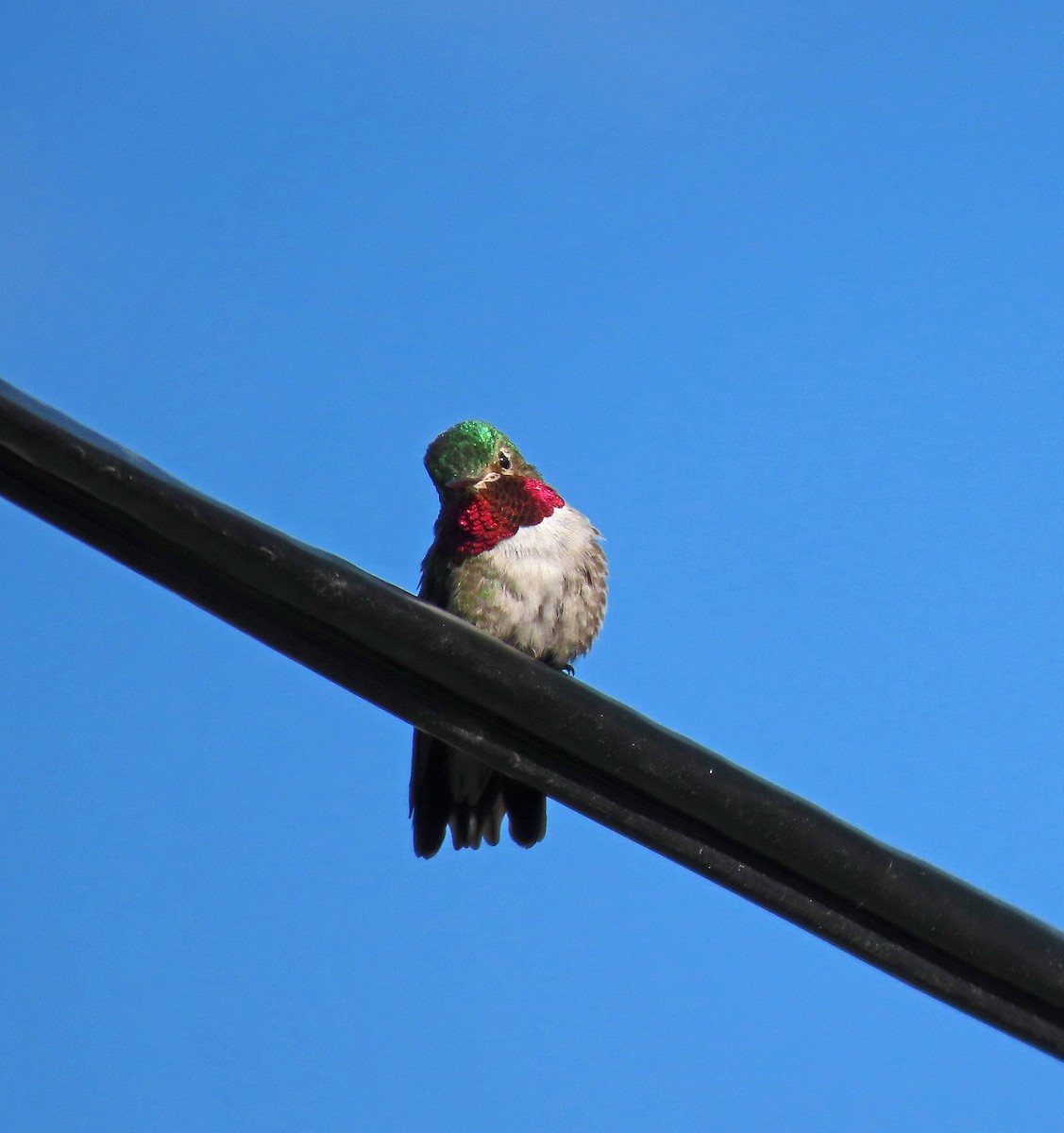 Broad-tailed Hummingbird - ML466871701