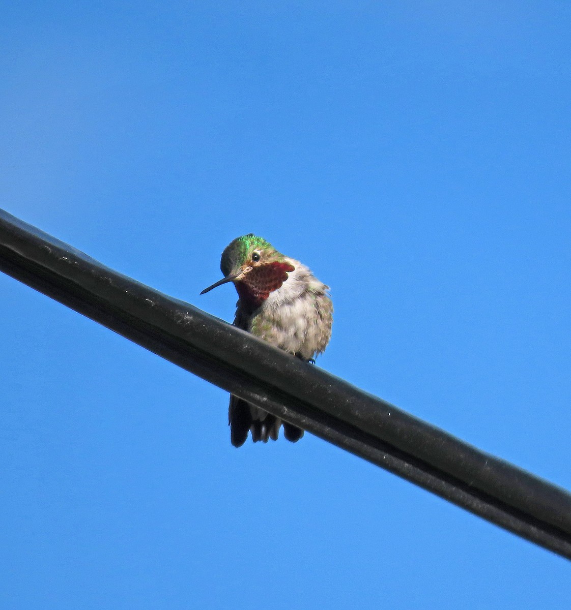 Broad-tailed Hummingbird - ML466871711