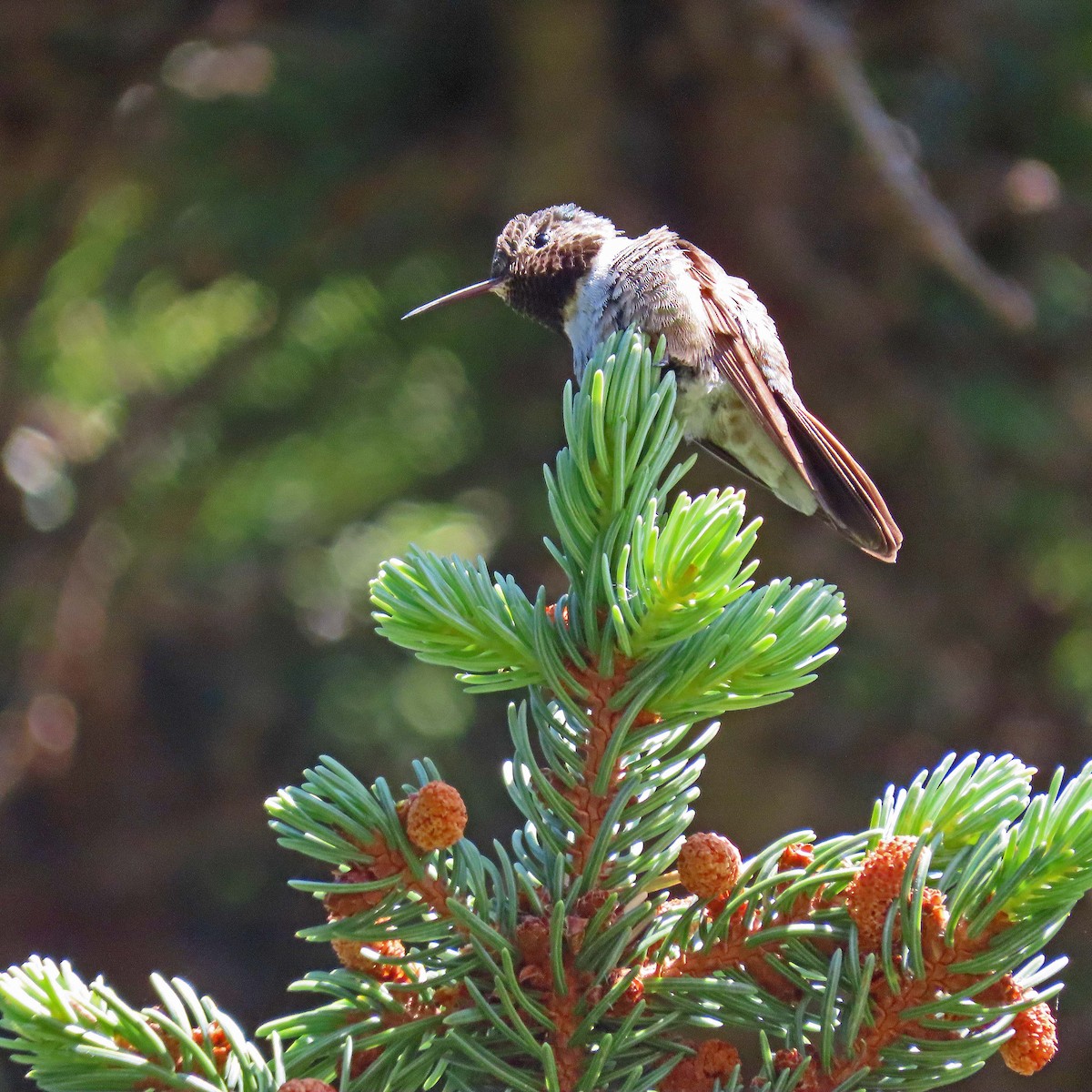 Broad-tailed Hummingbird - ML466871721