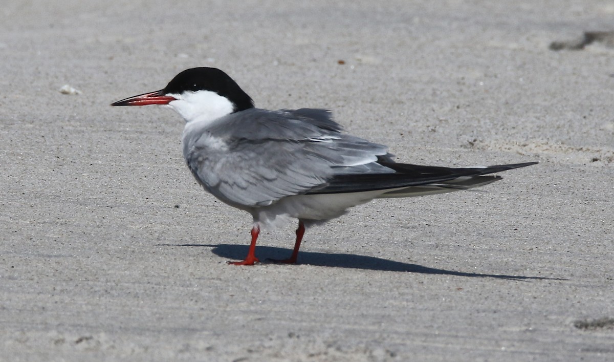 Common Tern - ML466872581