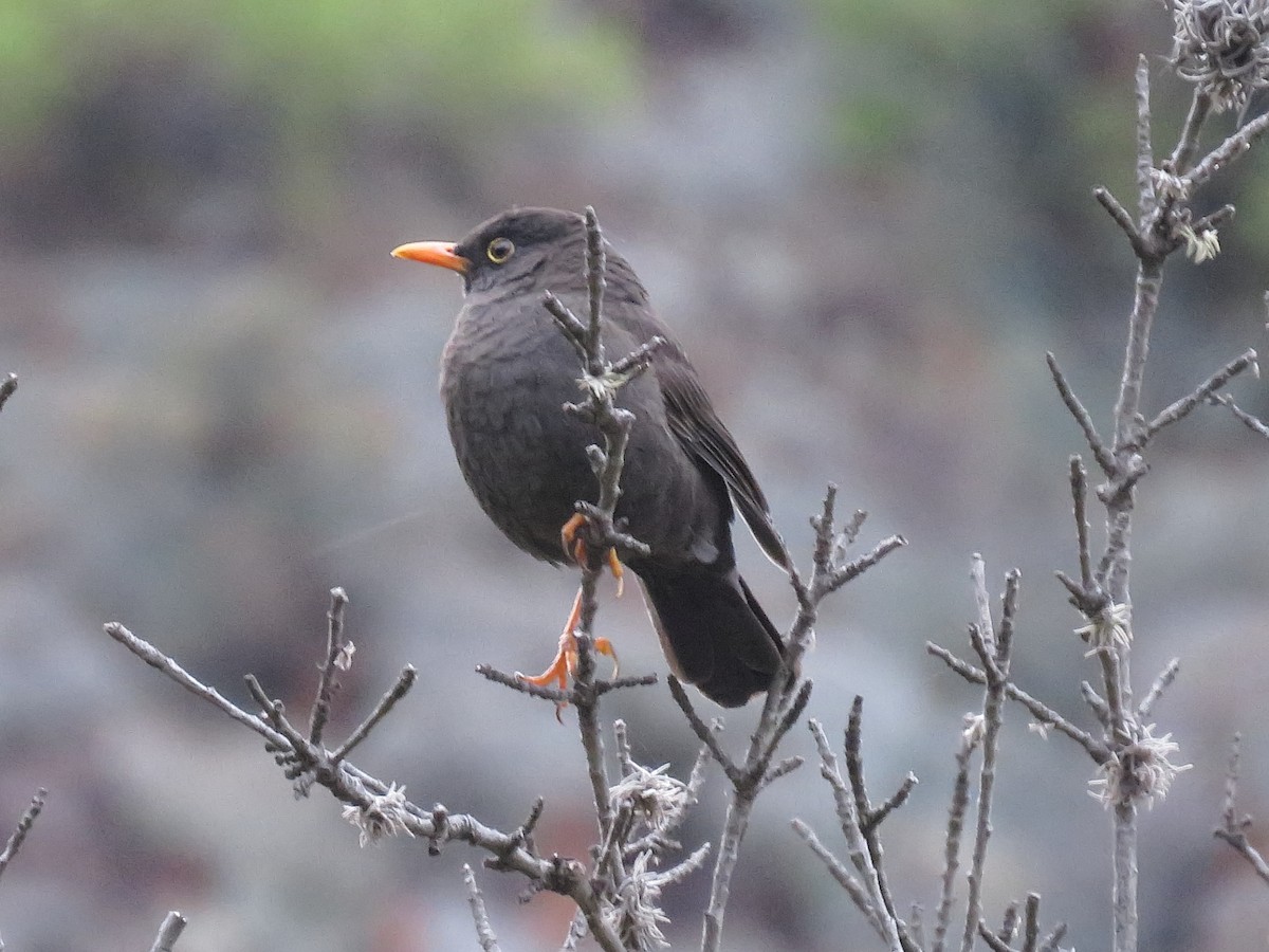 Chiguanco Thrush (anthracinus) - ML466874931