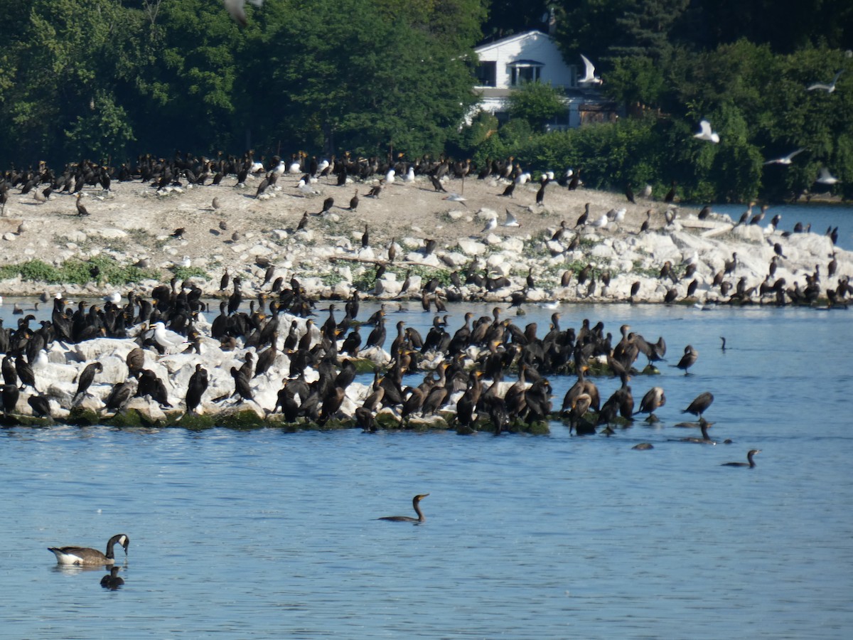 Double-crested Cormorant - ML466875631