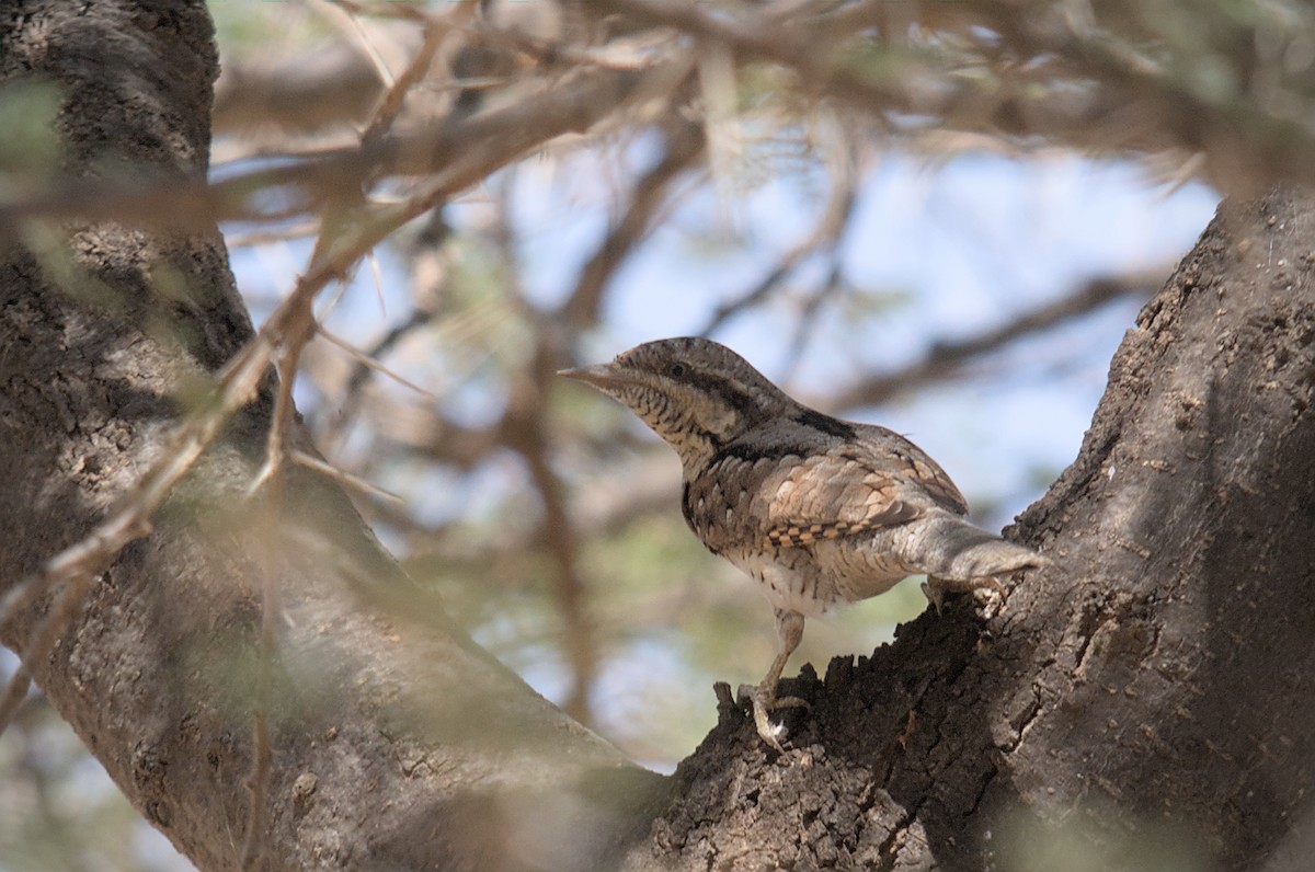 Eurasian Wryneck - ML466875851