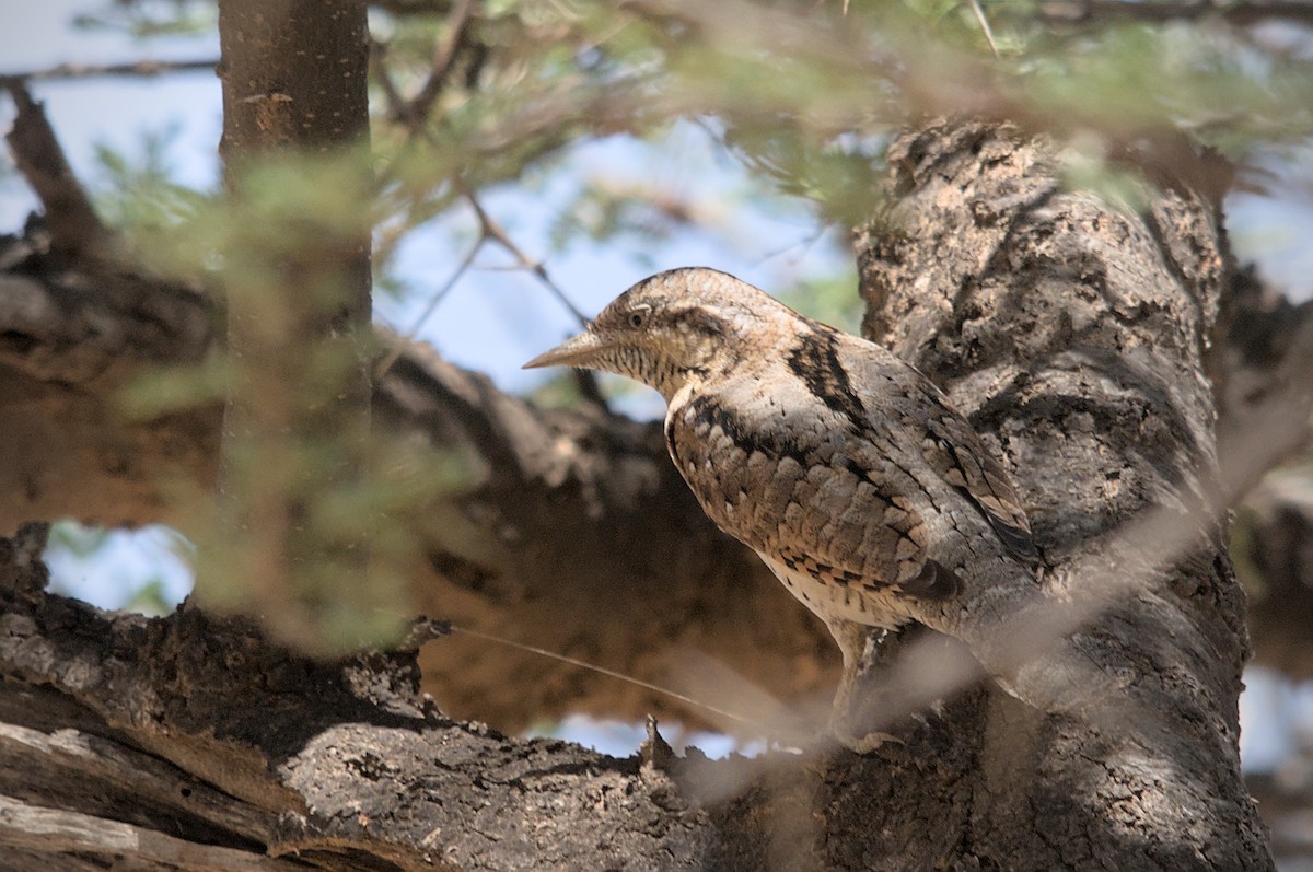 Eurasian Wryneck - ML466875861