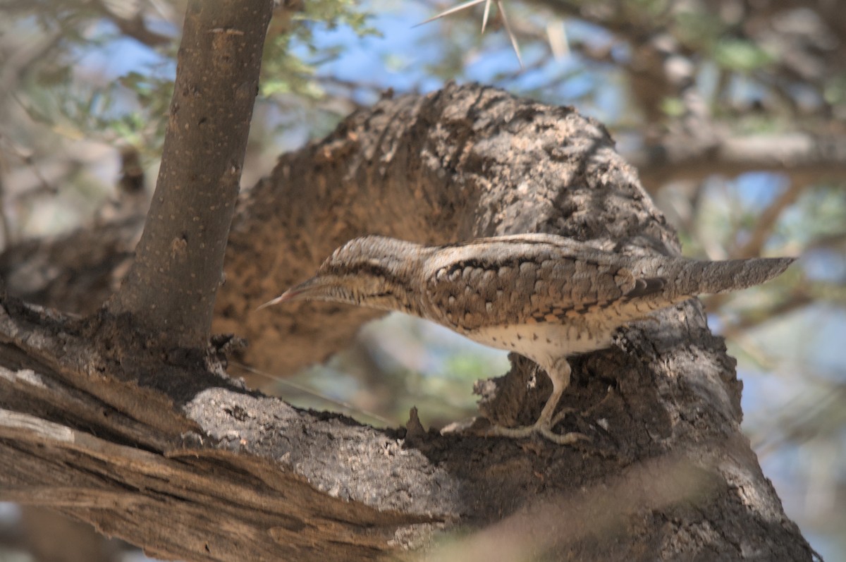 Eurasian Wryneck - Augusto Faustino