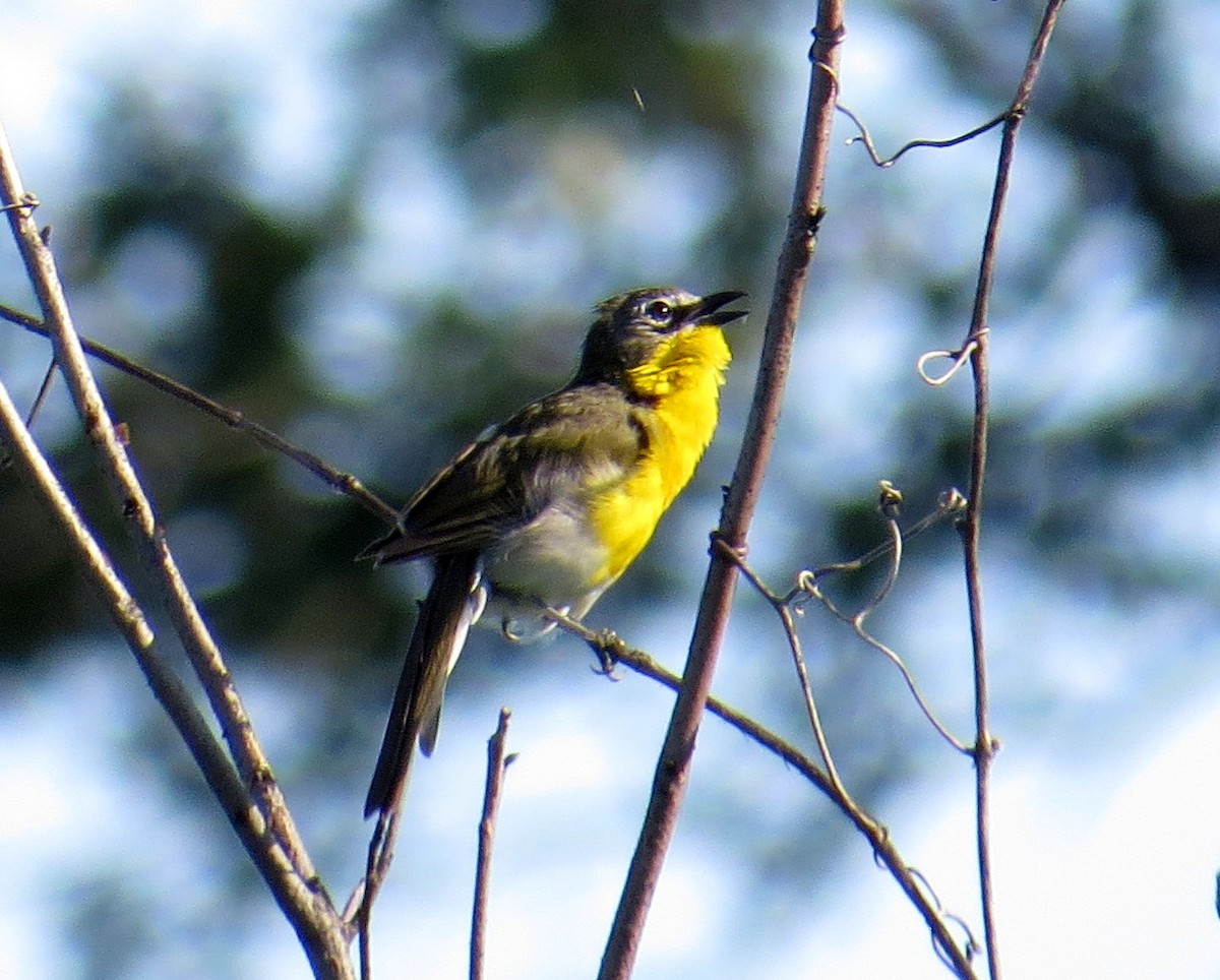Yellow-breasted Chat - ML466877411