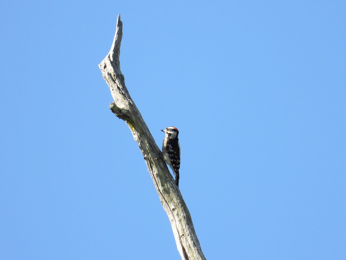 Downy Woodpecker - ML466878911