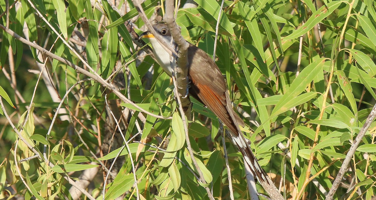 Yellow-billed Cuckoo - ML466879511