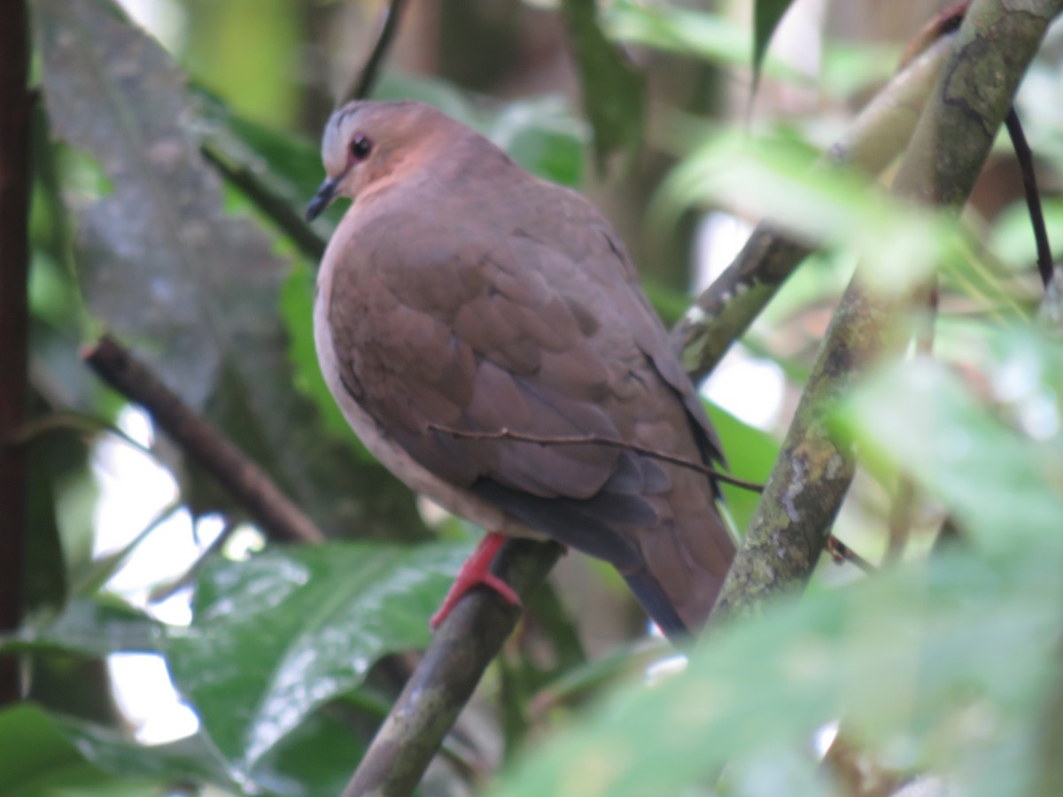 Gray-fronted Dove - ML466879531