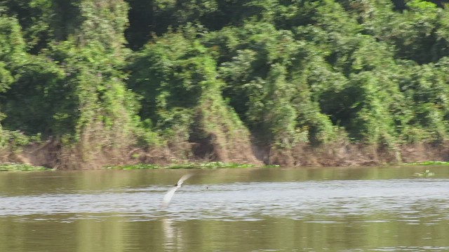 Black Skimmer - ML466879631