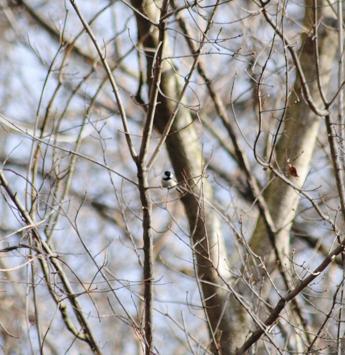 Carolina/Black-capped Chickadee - ML46687971