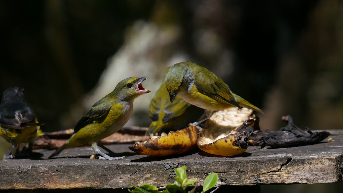 Green-throated Euphonia - Alexis  Marianes