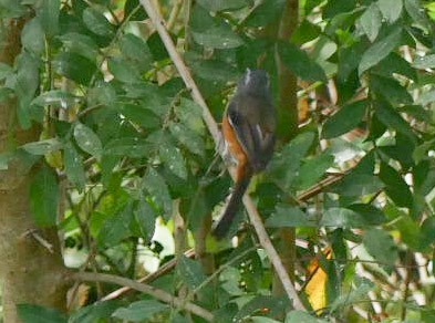 Gray-throated Warbling Finch - ML466880031