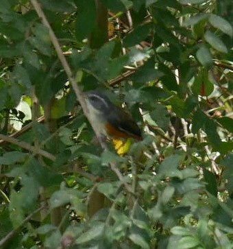 Gray-throated Warbling Finch - ML466880041