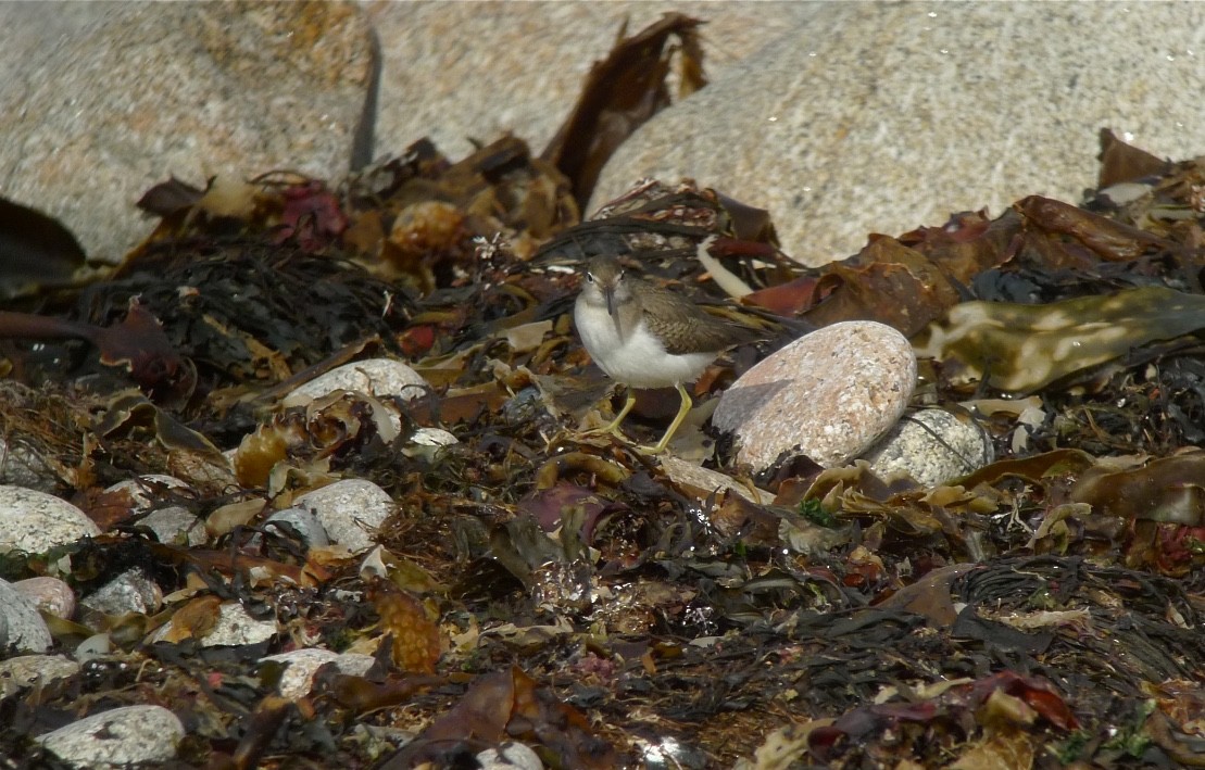 Spotted Sandpiper - ML466880091