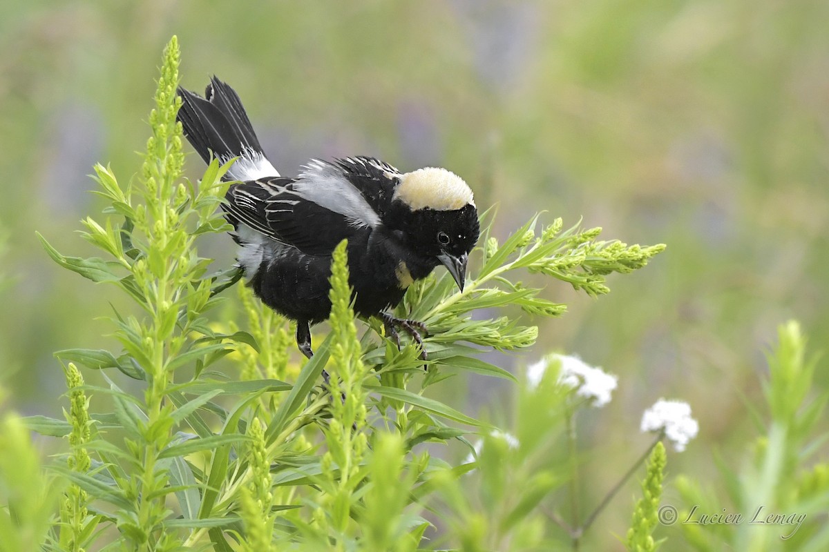 Bobolink - ML466880111