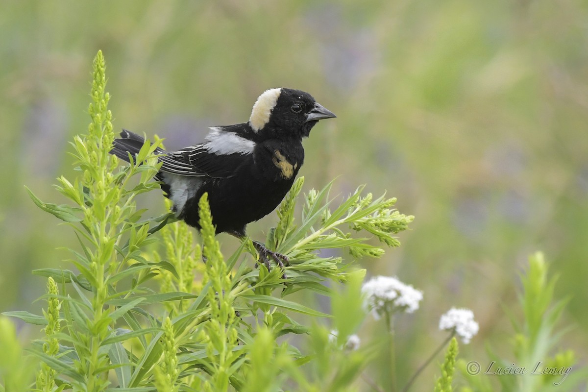 Bobolink - ML466880171