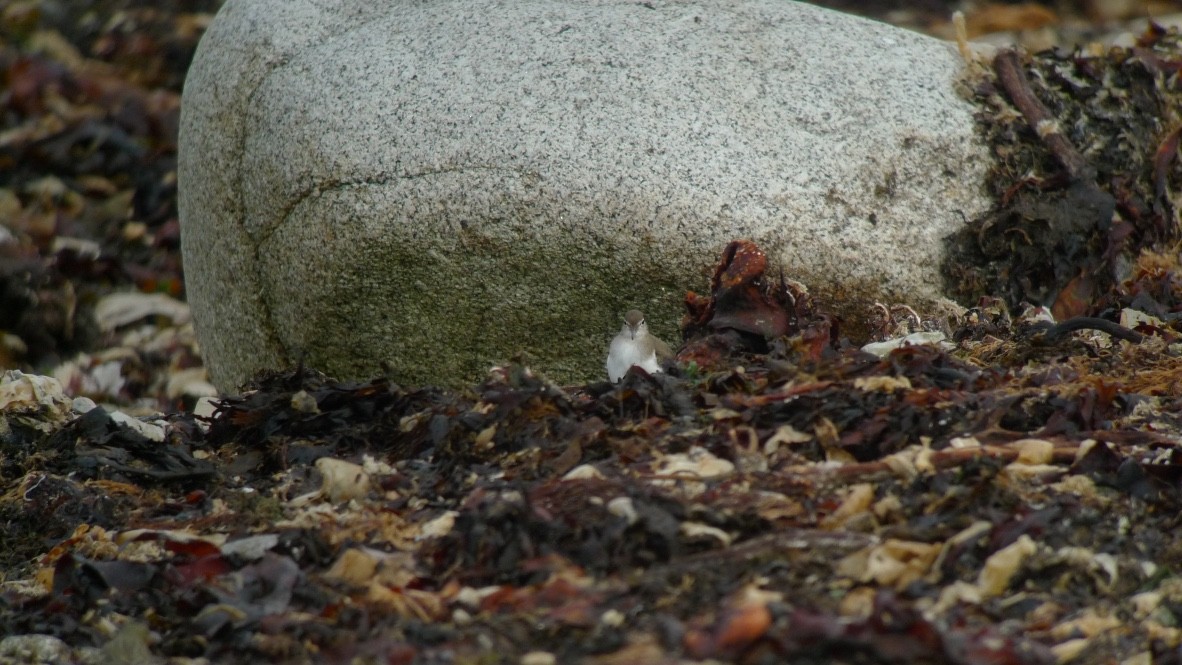 Spotted Sandpiper - ML466880241