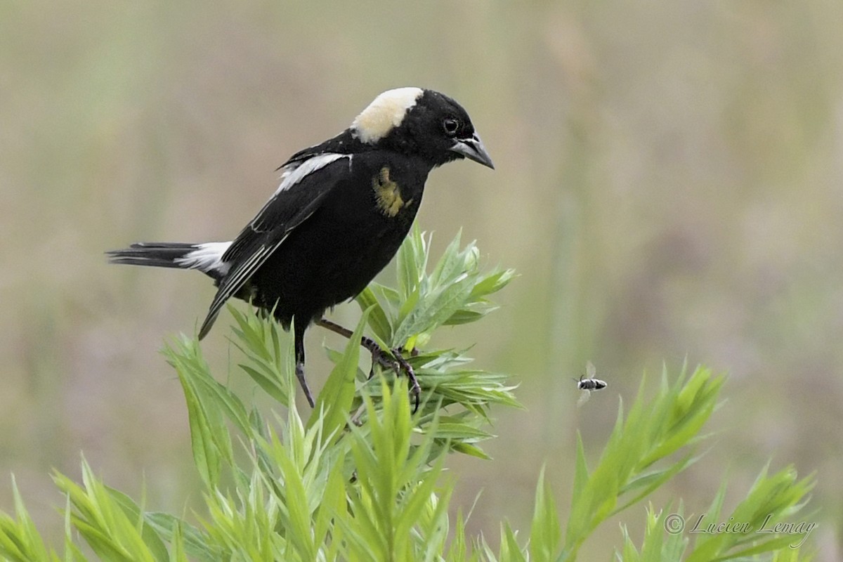 Bobolink - ML466880251