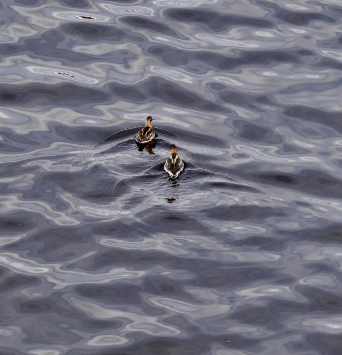 Red-necked Phalarope - ML466880651