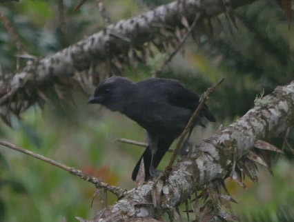 Diademed Tanager - ML466880881