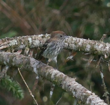 Blue-billed Black-Tyrant - ML466881221