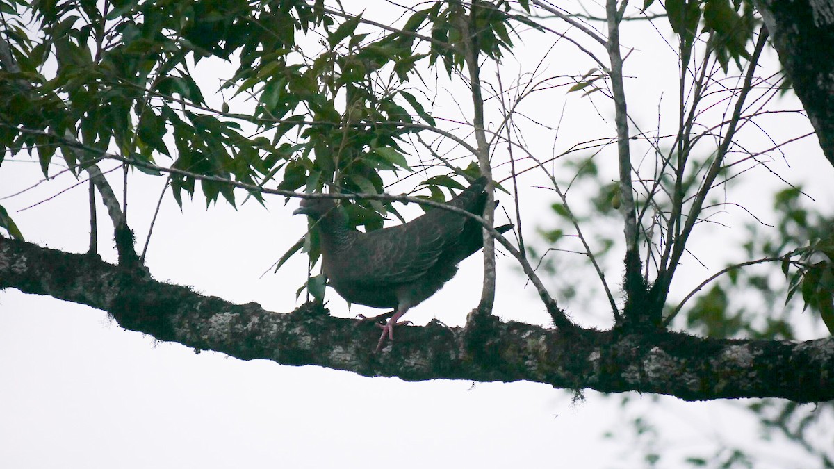 Pigeon picazuro - ML466881381