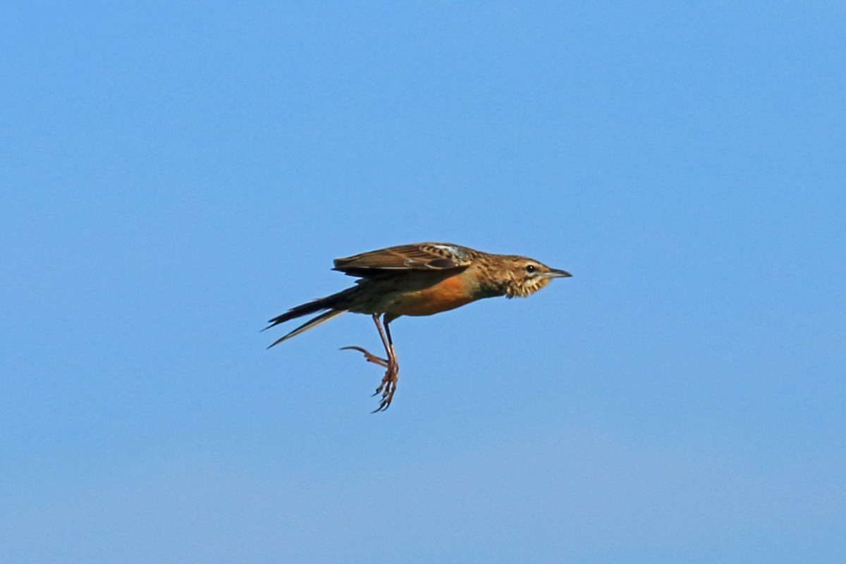 Rosy-throated Longclaw - ML46688151