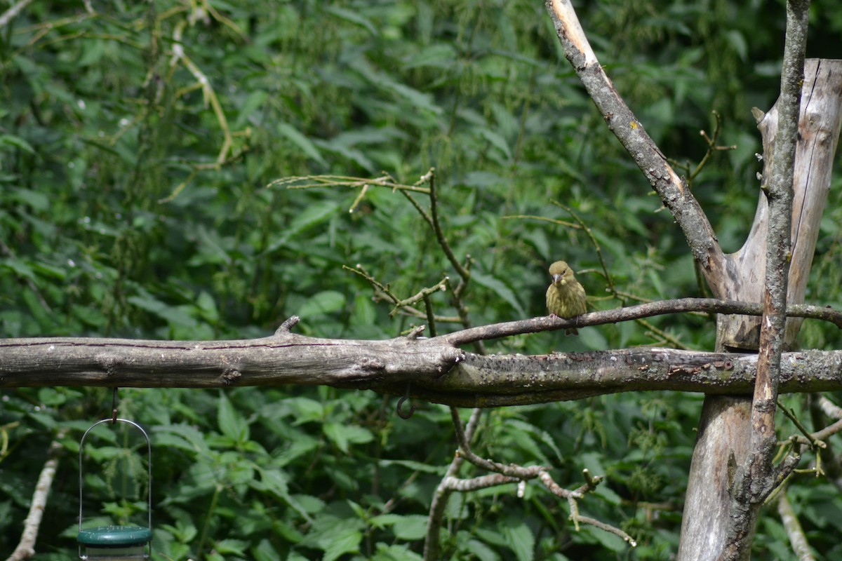 European Greenfinch - ML466882371