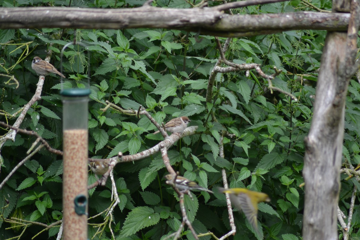 Eurasian Tree Sparrow - ML466882431
