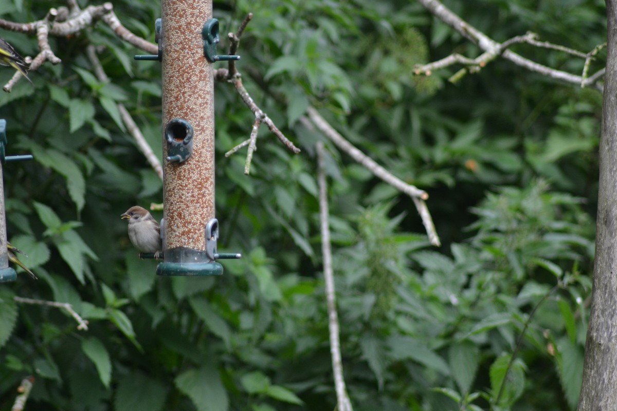Eurasian Tree Sparrow - ML466882531