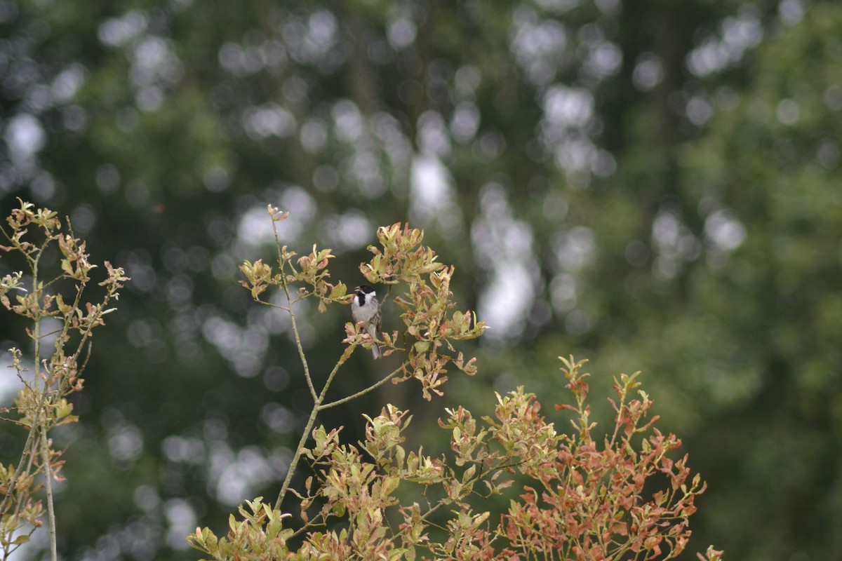 Reed Bunting - ML466882801