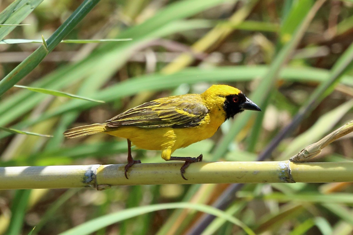 Katanga Masked-Weaver - Nigel Voaden
