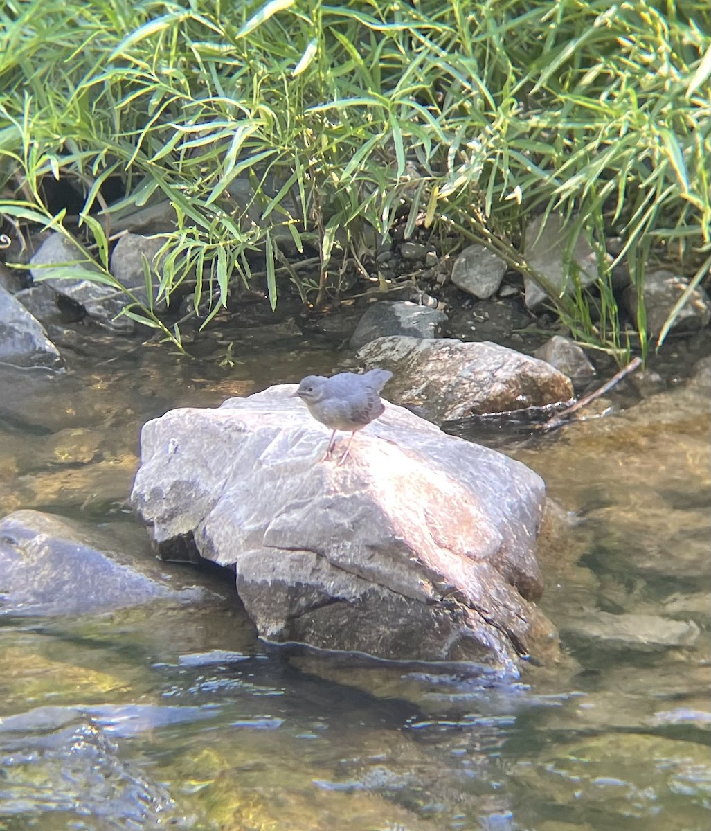 American Dipper - ML466883391