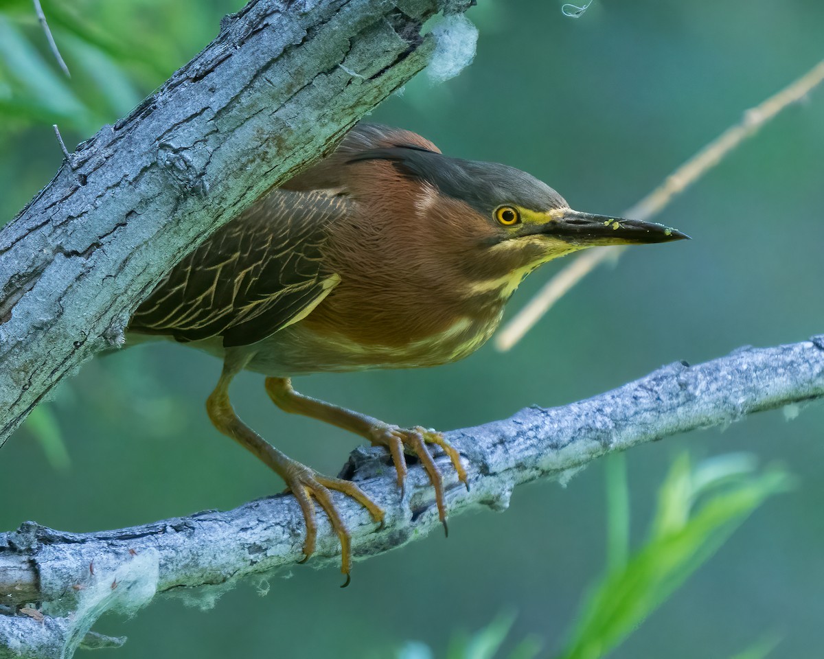 Green Heron - Jhoneil Centeno