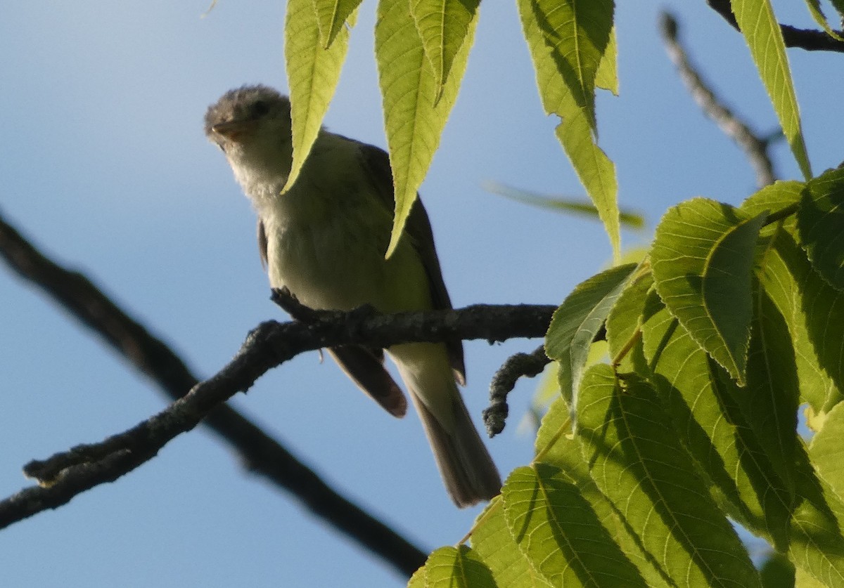 Warbling Vireo - ML466884331