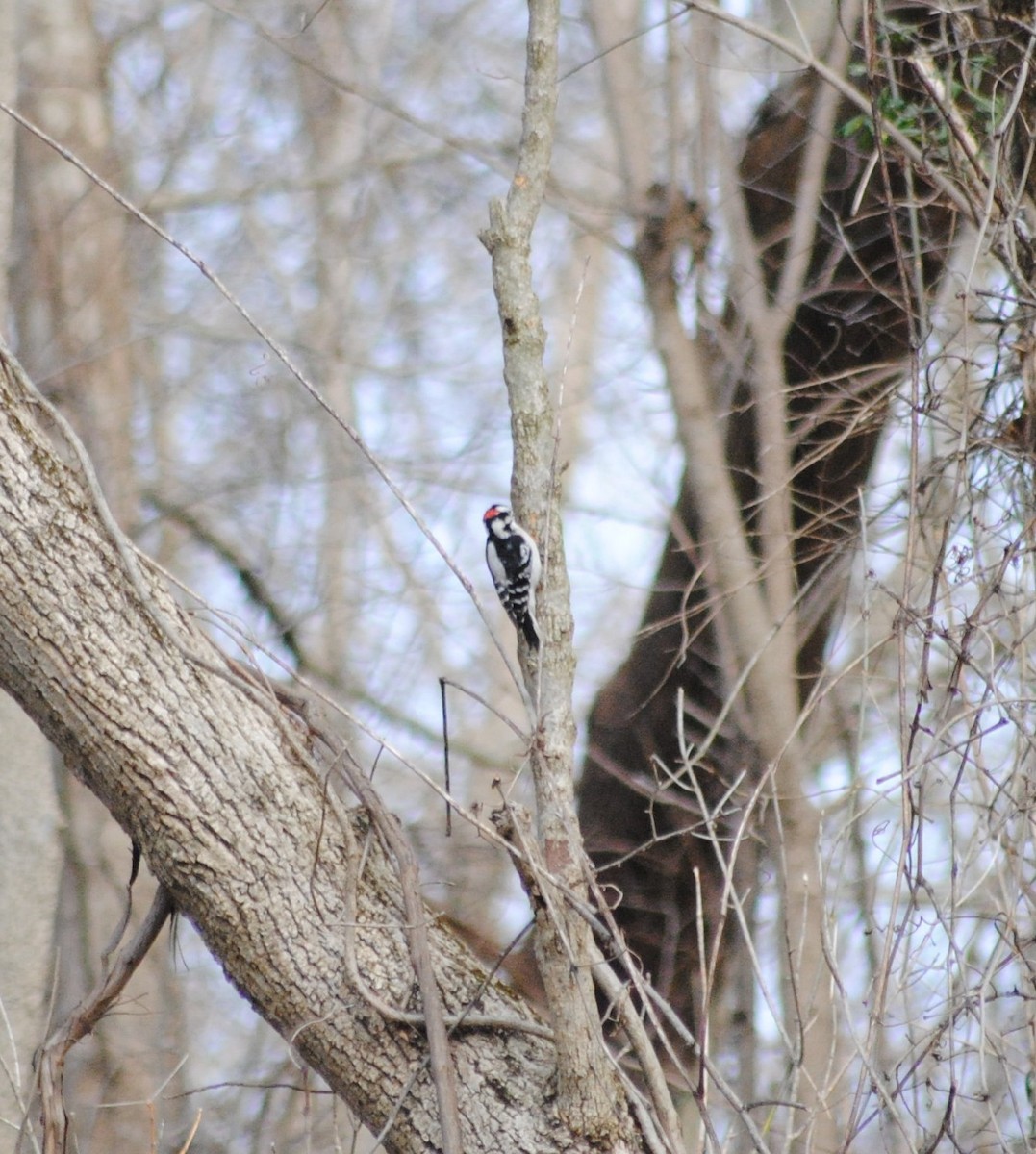 Downy Woodpecker - ML46688481